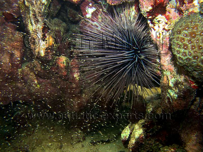 urchin